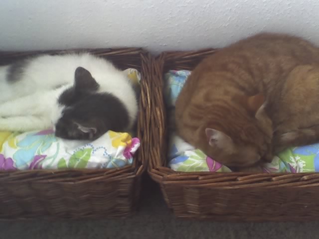 Cambri & Pepi