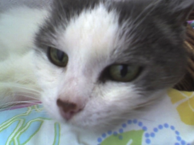 Cambri ... 18-03-2007