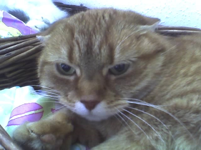 Pepi ... 18-03-2007
