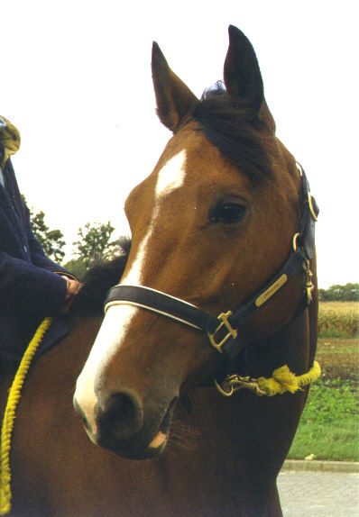 Joepy, hier 3 jaar oud