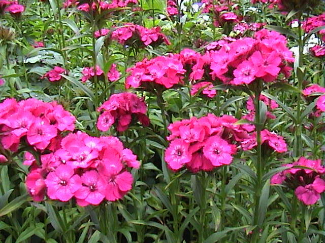 Duizendschoon - Voorjaar 2007