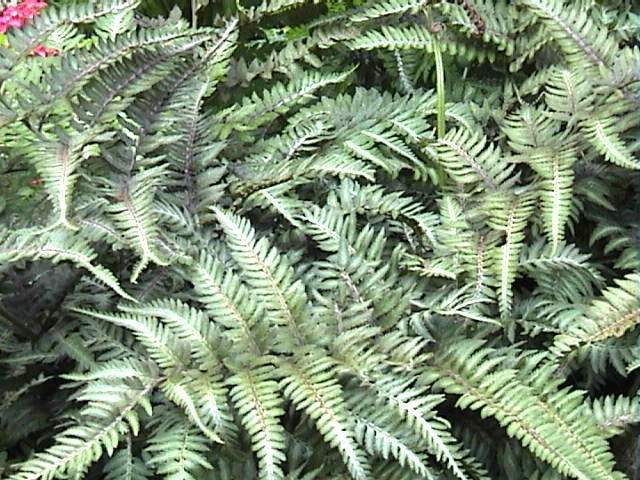 Regenboogvaren - Juni 2007