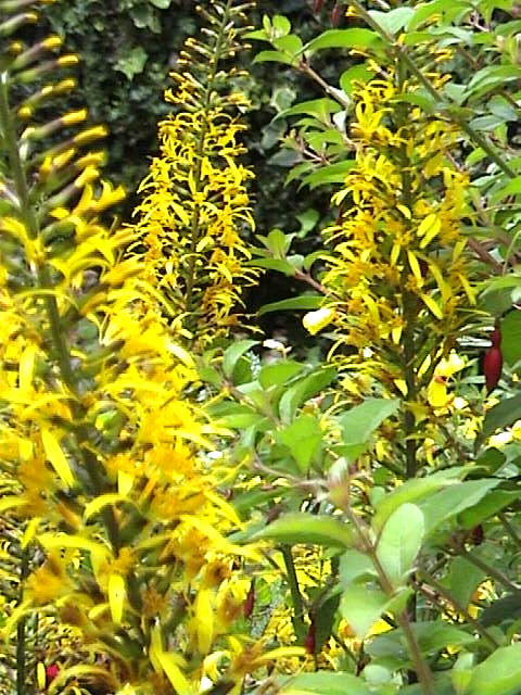 Kruiskruid - Juni 2007