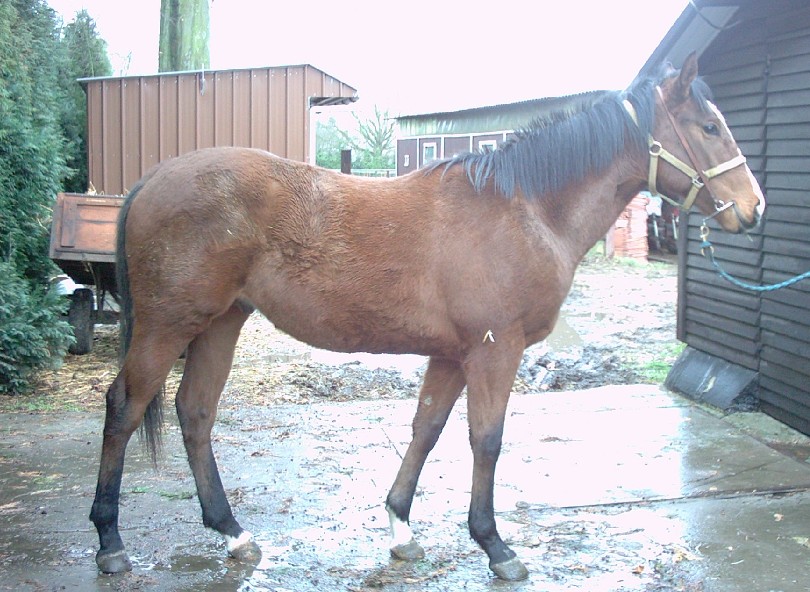 Bruce - hier 1 jaar oud
 
geboren: 12-05-2002 
vader: Orpen (USA) 
moeder: Maratona (IRE) 
moedersvader: Be My Guest (USA)