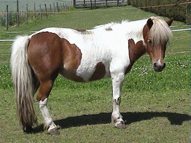Juni 2005