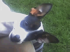 Ik weet dat ik mooie oren heb ... 03-06-2006