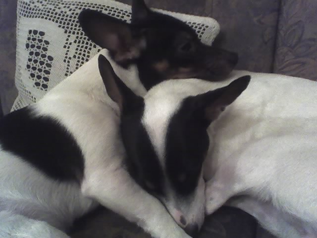 Sjuul houdt van iedereen ... 08-02-2007