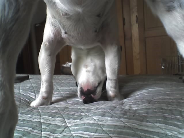 Wie niet weg is is gezien ... 09-05-2007