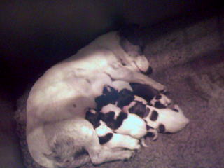 Allemaal aan de lader