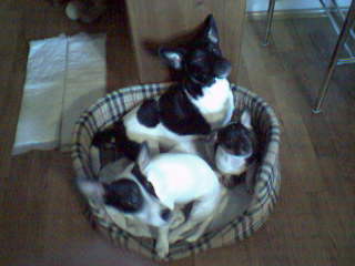 De mand wordt nu echt te klein