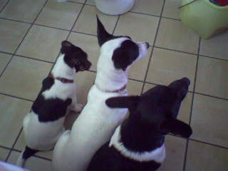 Wie zoet is krijgt lekkers