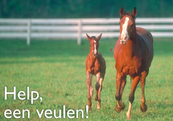 Help een veulen