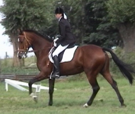 Ons eerste paard
Vanaf 1 jaar als verzorgpaard, gekocht 1 april 1998

Dressuur, springen en endurance