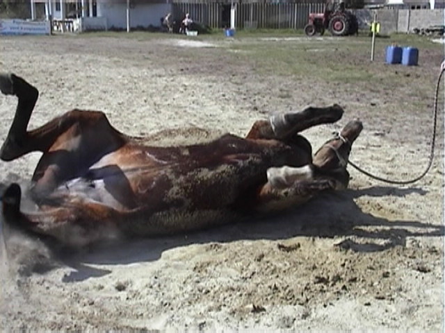 Hier heb ik lang op moeten wachten (filmpje)