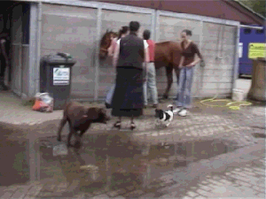 Die hebben hier hun eigen feestje