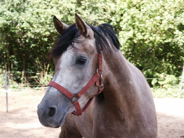 
Arabische Volbloed merrie 
geboren: 18-06-2001 
vader: Sihanouk (GER) 
moeder: Rachanie (HOL) 
moedersvader: Purper