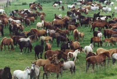 Apres horse