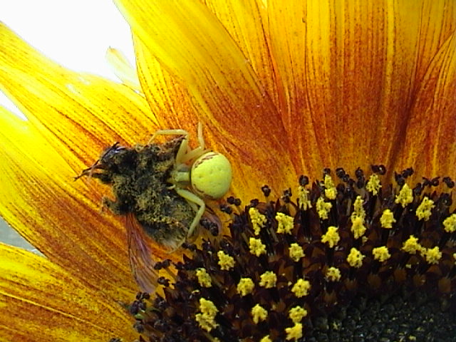 2 juli 2007 - Nu met rode lijntjes er bij